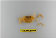 藏品(太魯閣澤蟹)的圖片